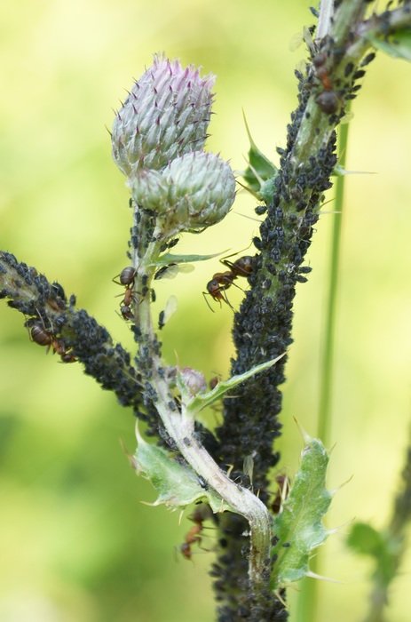 aphid on thistle flower