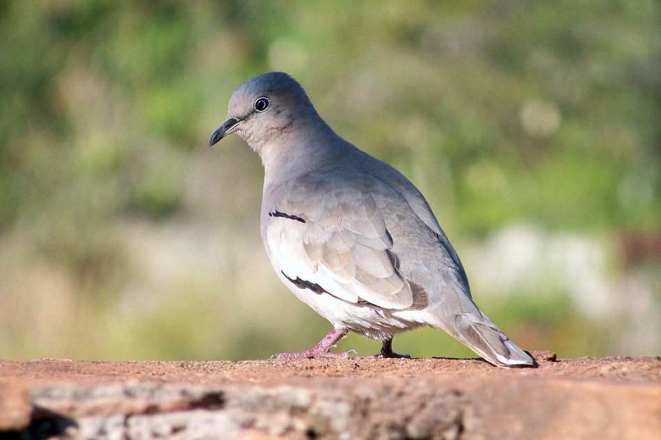 tropical bird on a brick wall