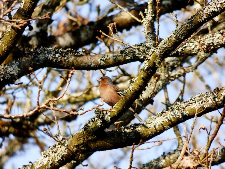 check bird tree