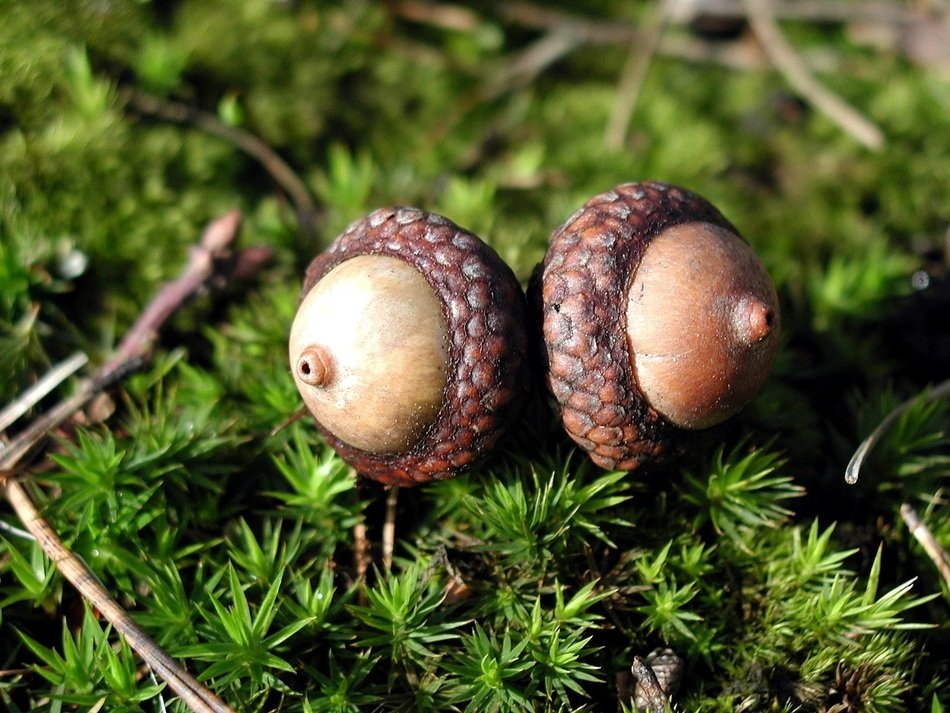 Brown acorns on the green plants