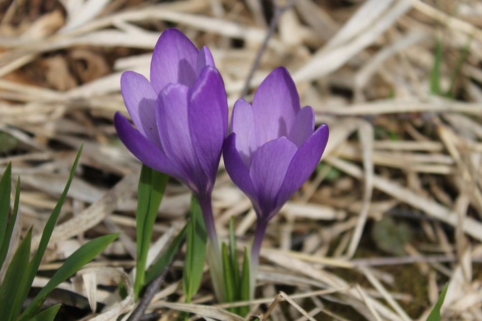 adorable purple crocus in spring
