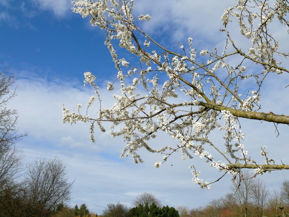 spring flowering tree on a background of clouds
