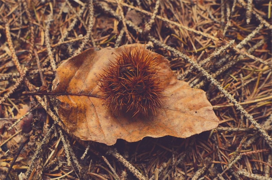 brown leaf ground sticks nature