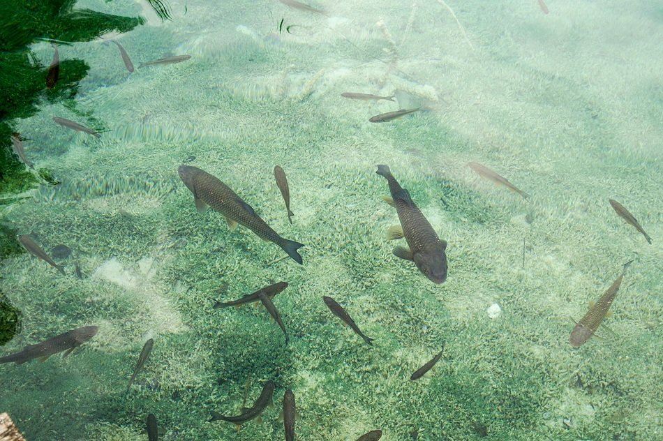 Fishes In The Water In Croatia