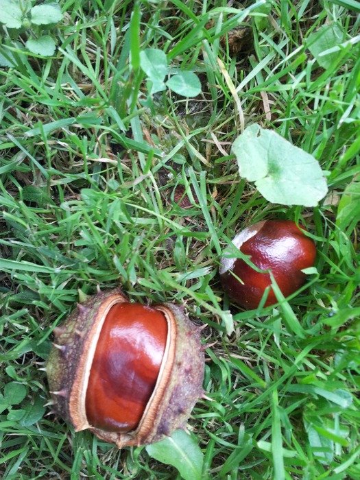Conker on the grass