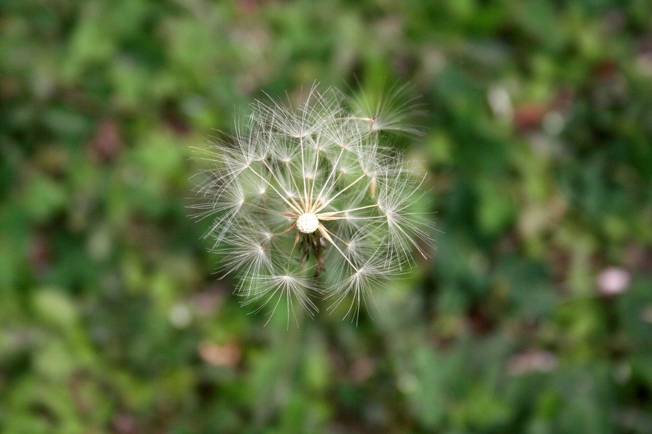 wild flower in the blurry background of nature