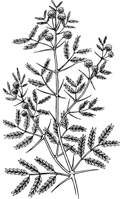 acacia tree leaf plant botany