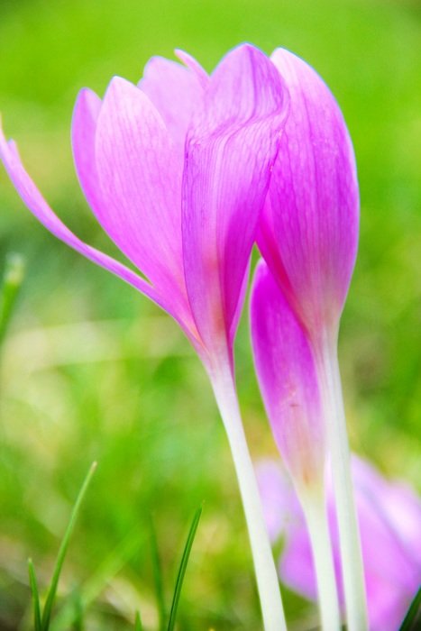 autumn crocus flower