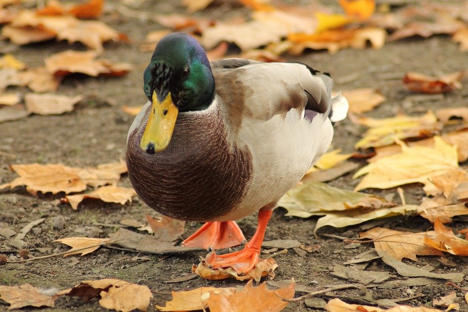 mallard water bird