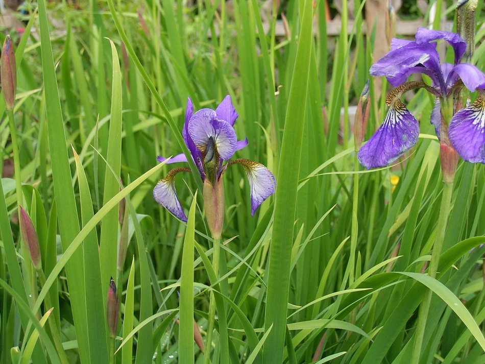 purple lily flowers in the garden