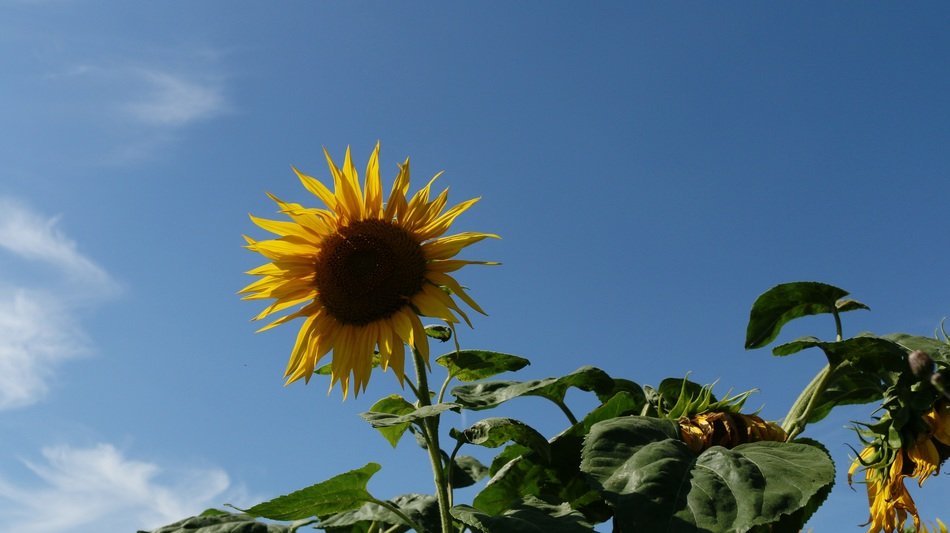 Sunflower against the blue cloudless sky