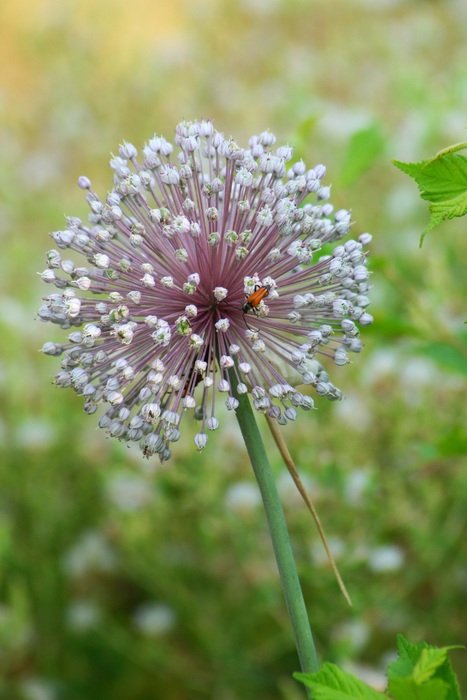fluffy garden flower