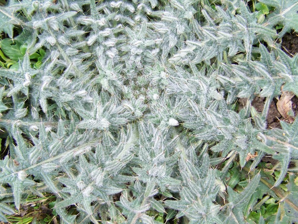 Illyrian thistle in the meadow