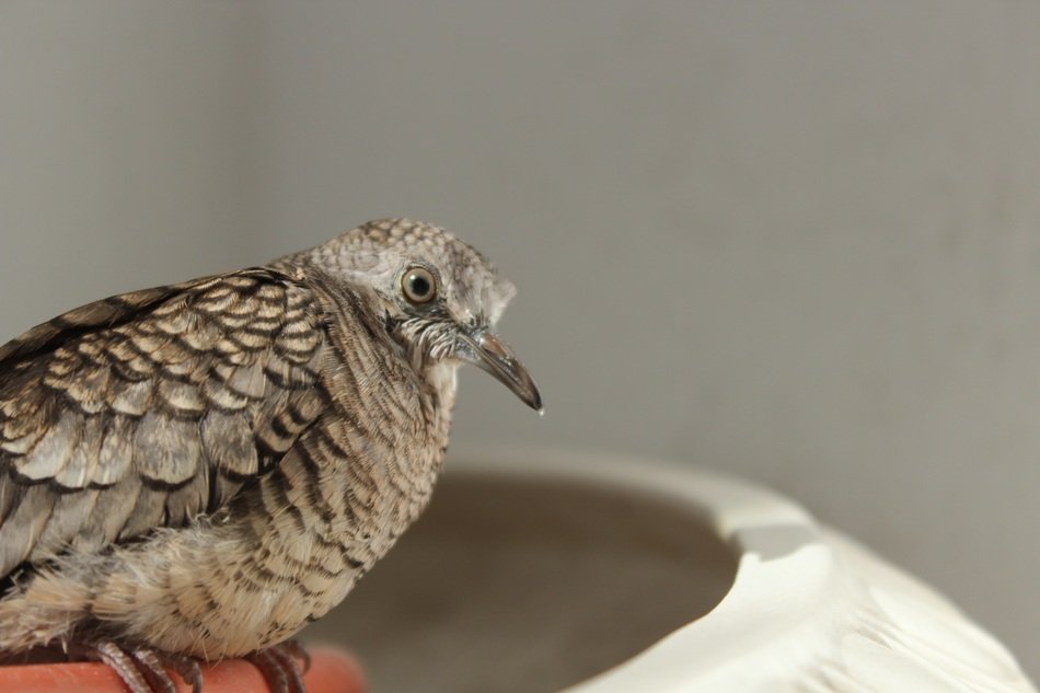sparrow on hand