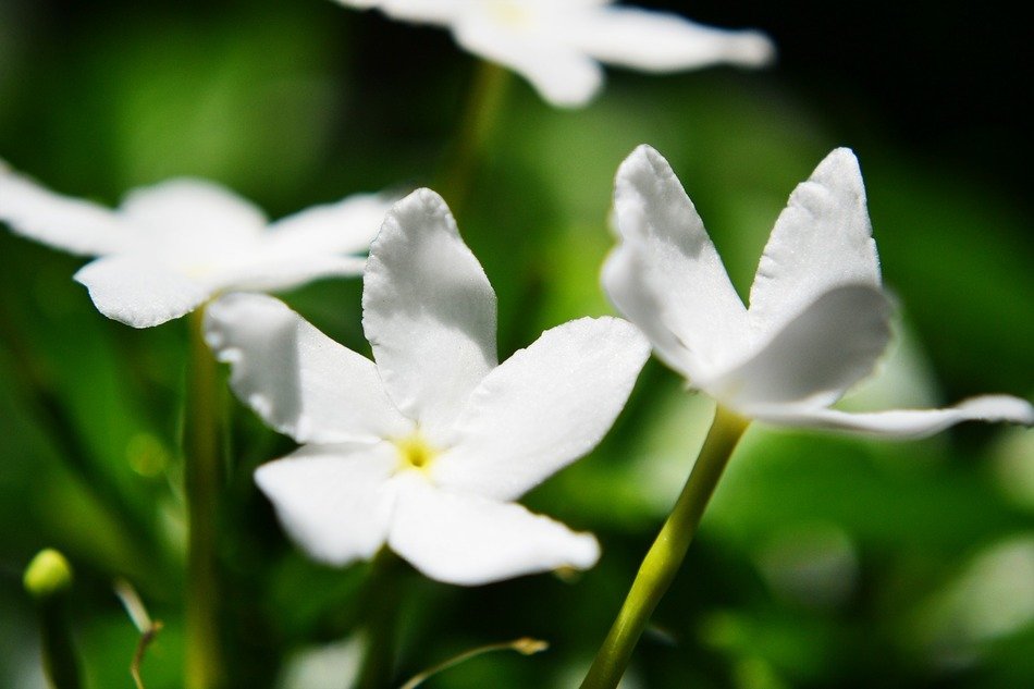 white flowers of jasmine on ceylon