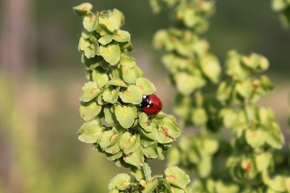 Ladybug on a plants