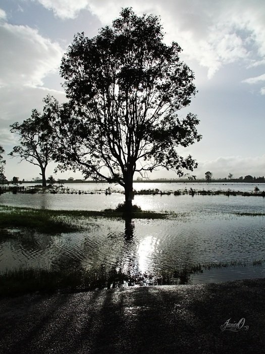 tree in the water in the morning