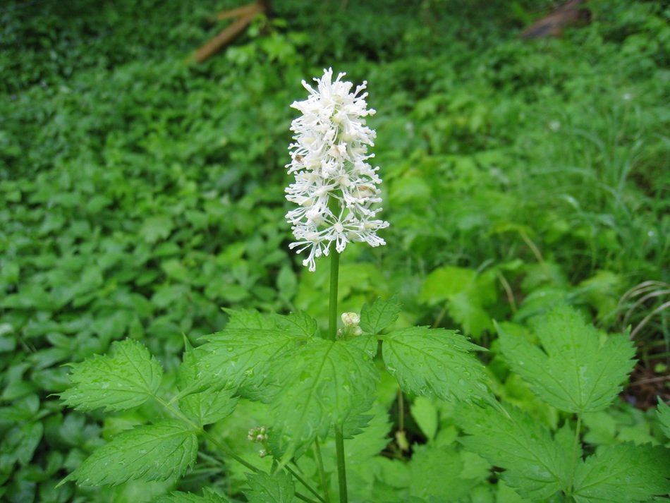 Picture of wild flower