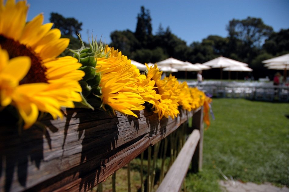 Beautiful, yellow sunflowers in a wooden flower pot near grass
