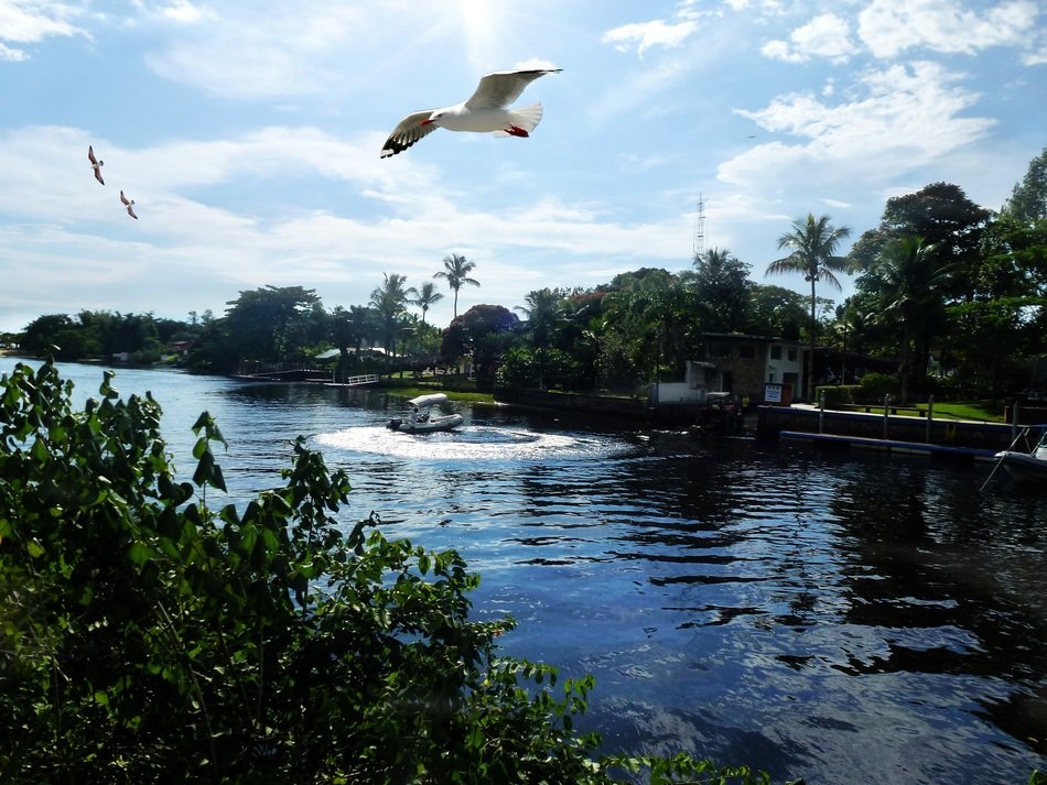 seagull in Rio