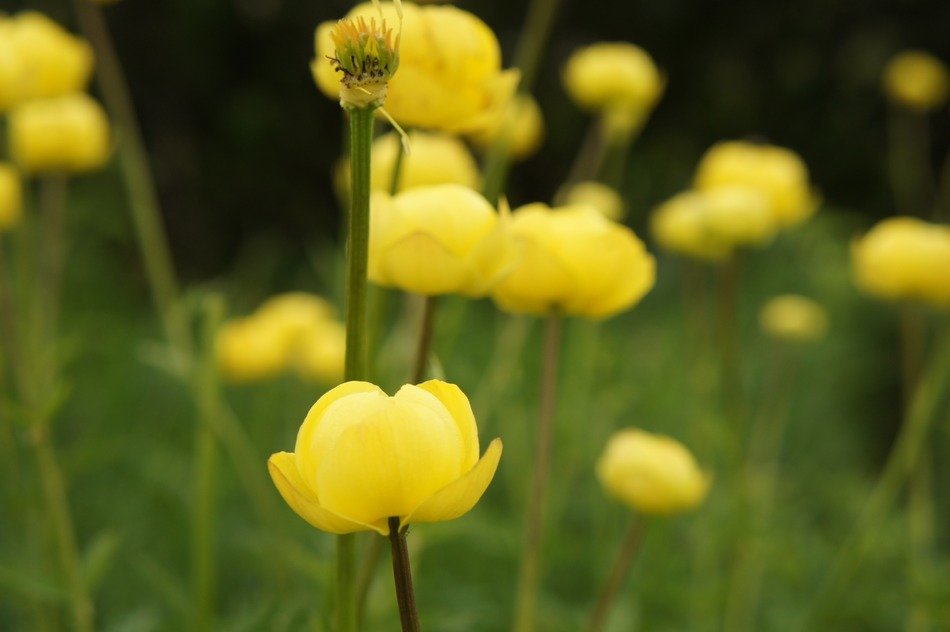 buttercup yellow nature mountains