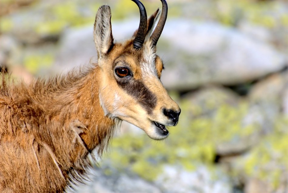 tatry slovakia fauna
