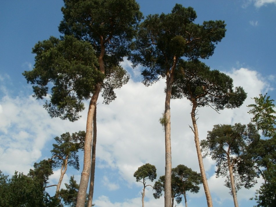 tall pines against the clear sky