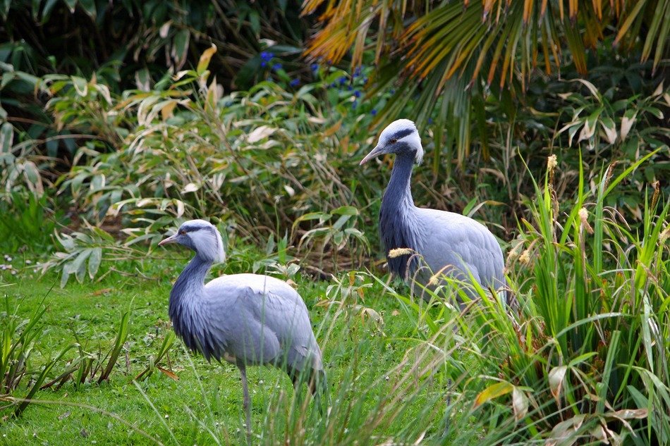 pair of blue cranes in a picturesque park