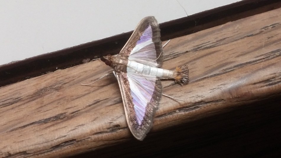 melonworm moth or diaphania hyalinata