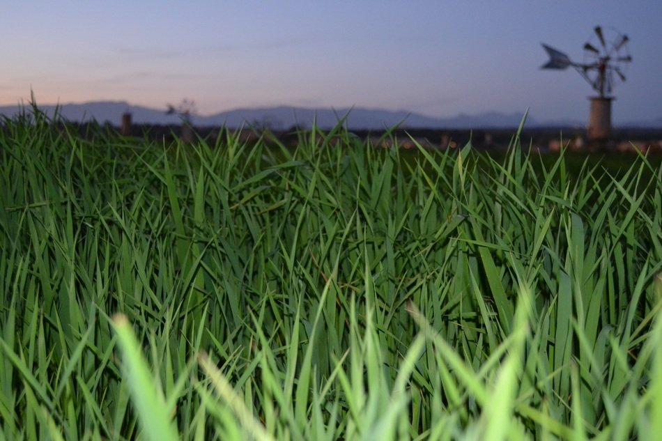 green grass on the background of the mill at dusk