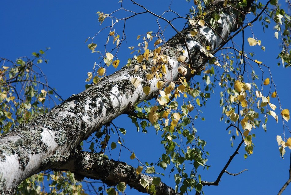 russian tree in the forest
