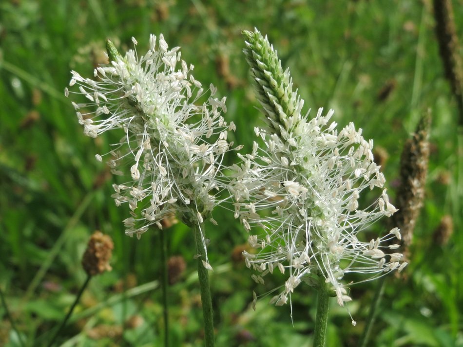 hoary plantain macro