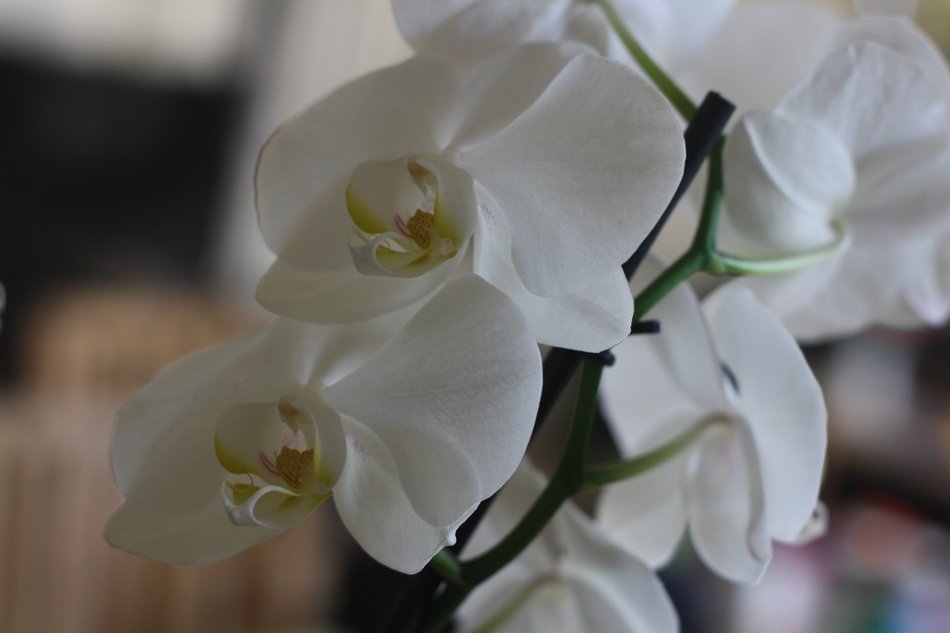 white orchid flowers in the room