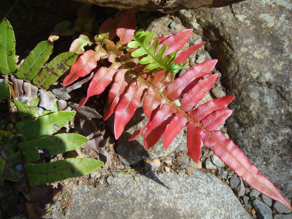 red leaf of fern on stone