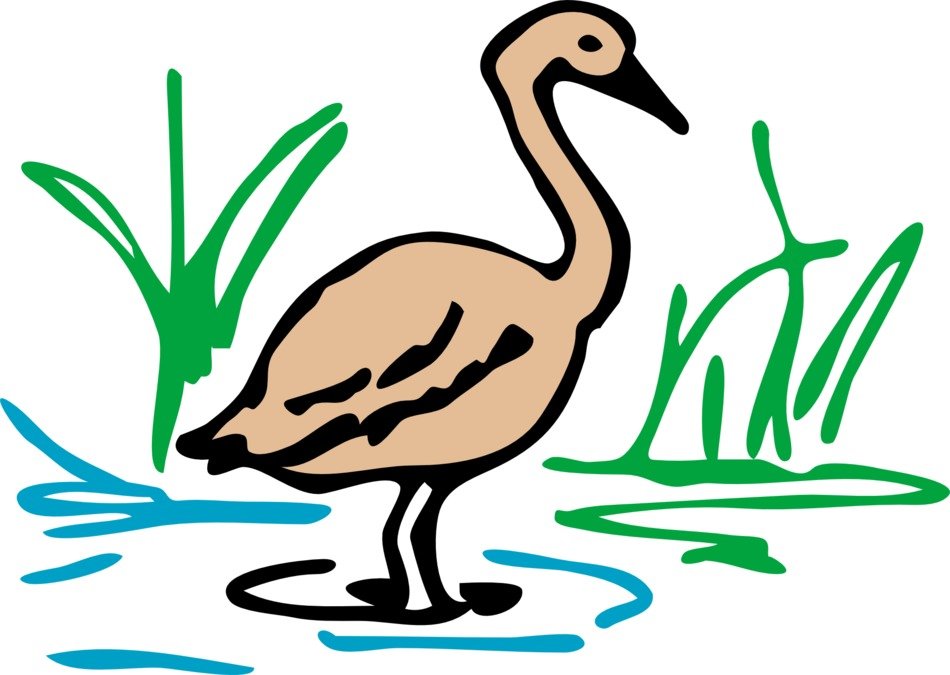 brown duck goose drawing