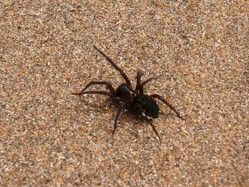 black spider in the sand