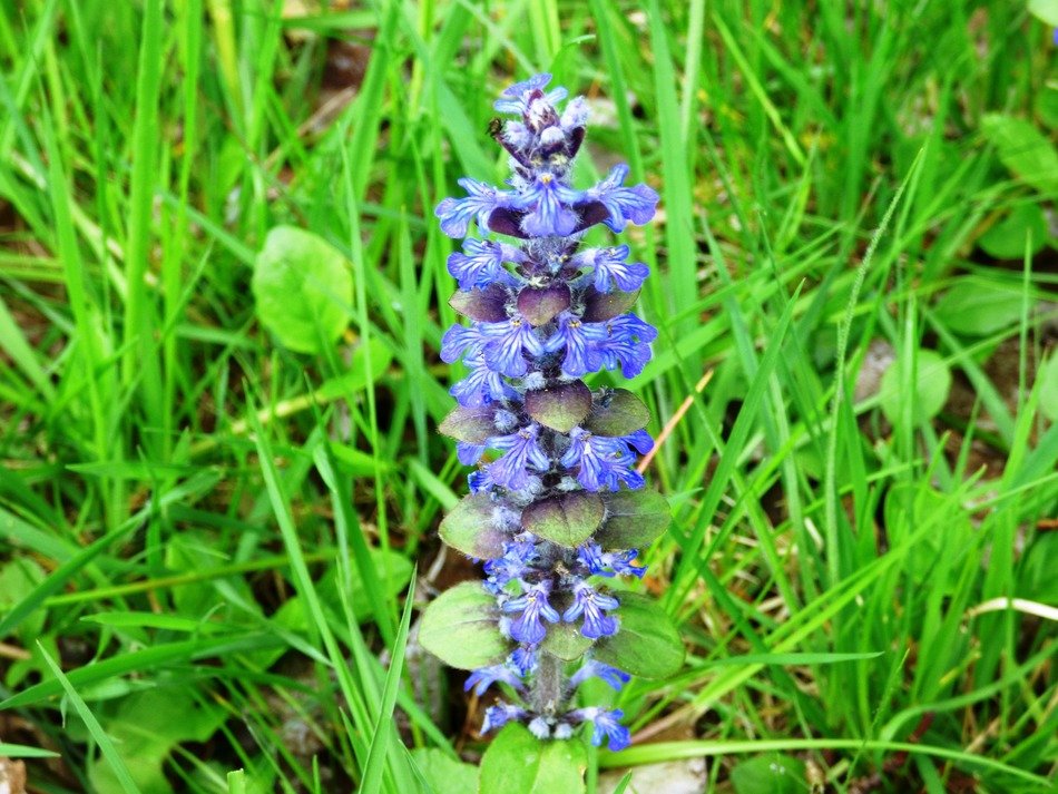 Picture of the purple plants on blurred background