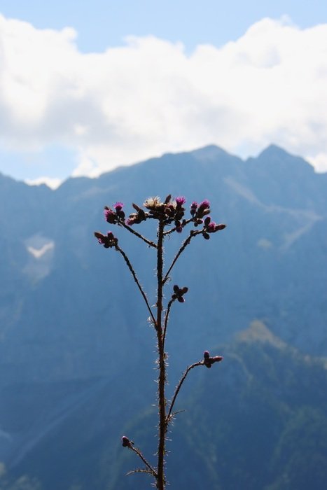 mountain flower in summer against the background of the mountains