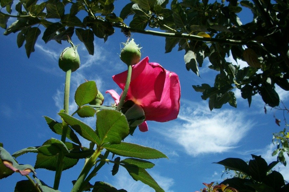 the bushes of crimson roses