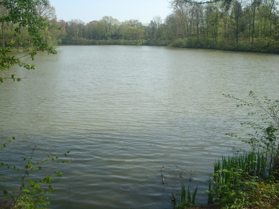 lake in the forest in spring