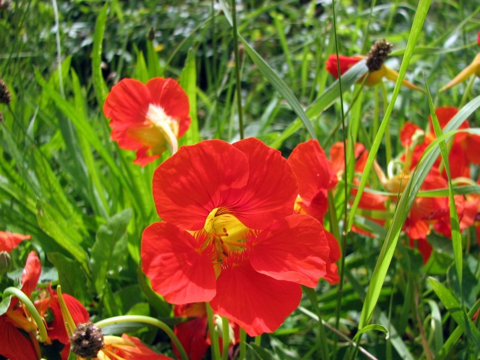 red flowers in the meadow under the bright sun