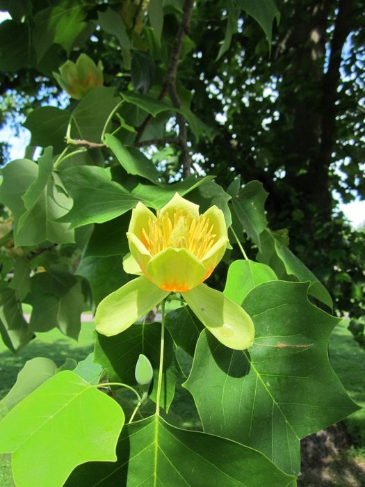 flowering tulip tree