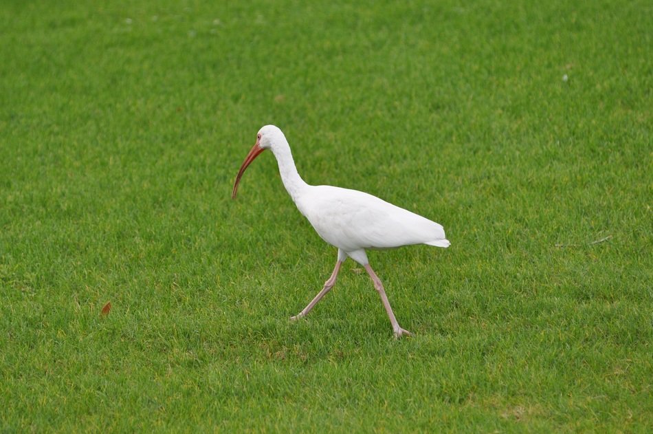 ibis hunting in the grass