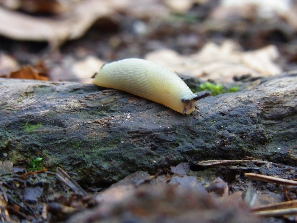 white slug in the forest close