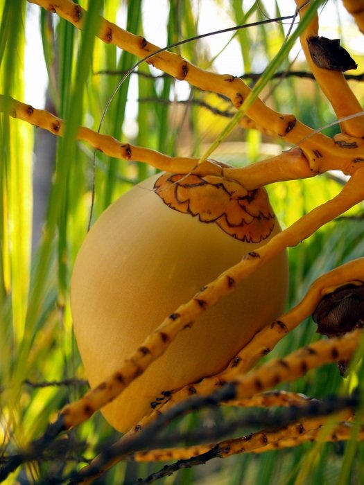 flowers coconut palm