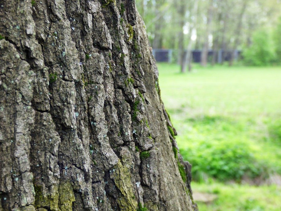 sharp tree bark