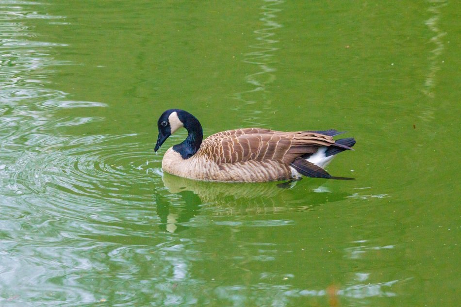 canada goose on the green water of the lake