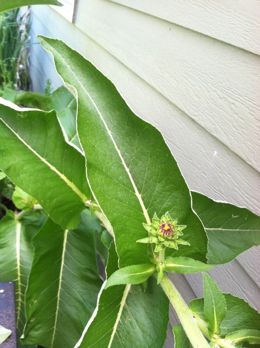 photo of green flower in the garden