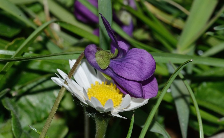 Violet and white margarets in grass