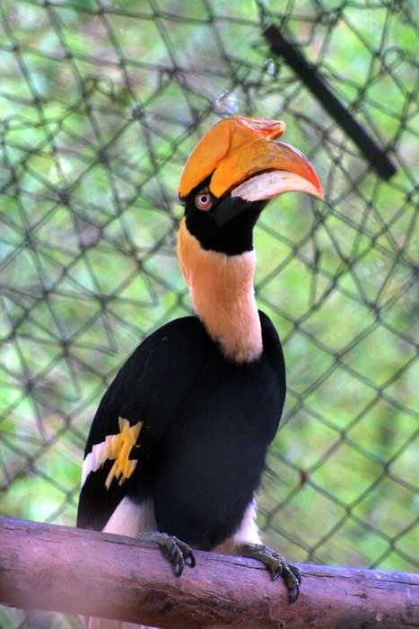 double hornbill in the zoo